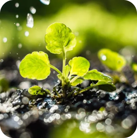 Muda representando sustentabilidade ambiental